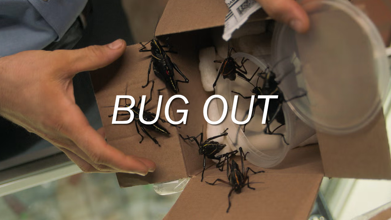 Bug Out